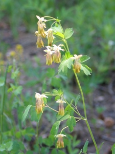 Thalictrum fendleri